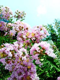 Close-up of pink flowers blooming on tree