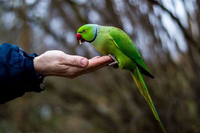 Rose-ringed parakeet perching on man palm