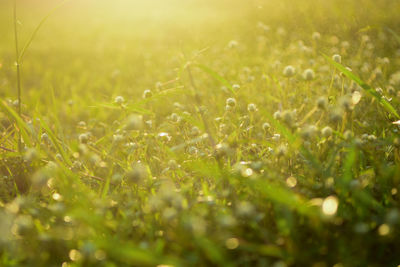 Close-up of grass growing in field