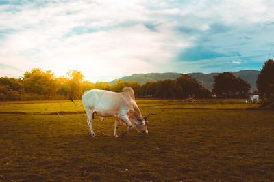 Horse standing on field
