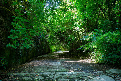 Footpath amidst trees in forest