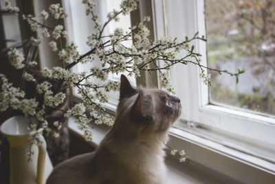 Close-up of dog sitting on window