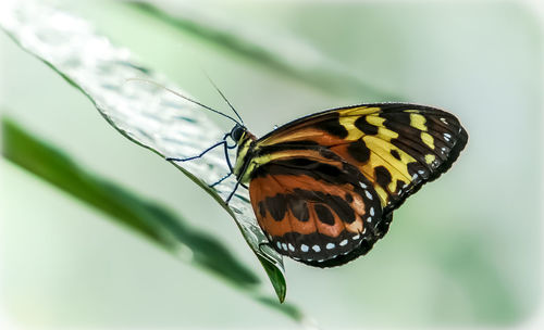 Close-up of butterfly on leaf