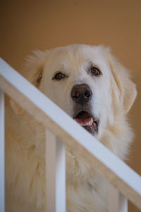 Close-up portrait of dog looking at camera