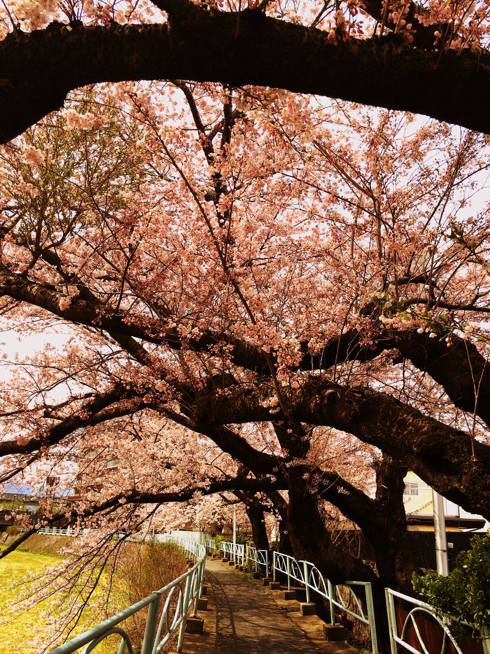 tree, branch, growth, flower, nature, tree trunk, beauty in nature, cherry blossom, park - man made space, cherry tree, blossom, tranquility, bare tree, day, outdoors, freshness, springtime, sunlight, tranquil scene, scenics