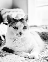 Close-up portrait of a cat