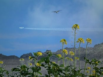 Bird flying against sky