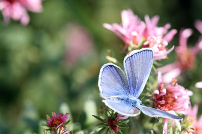 Close-up of butterfly on purple flowering plant