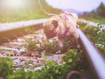 Close-up of dog with flowers