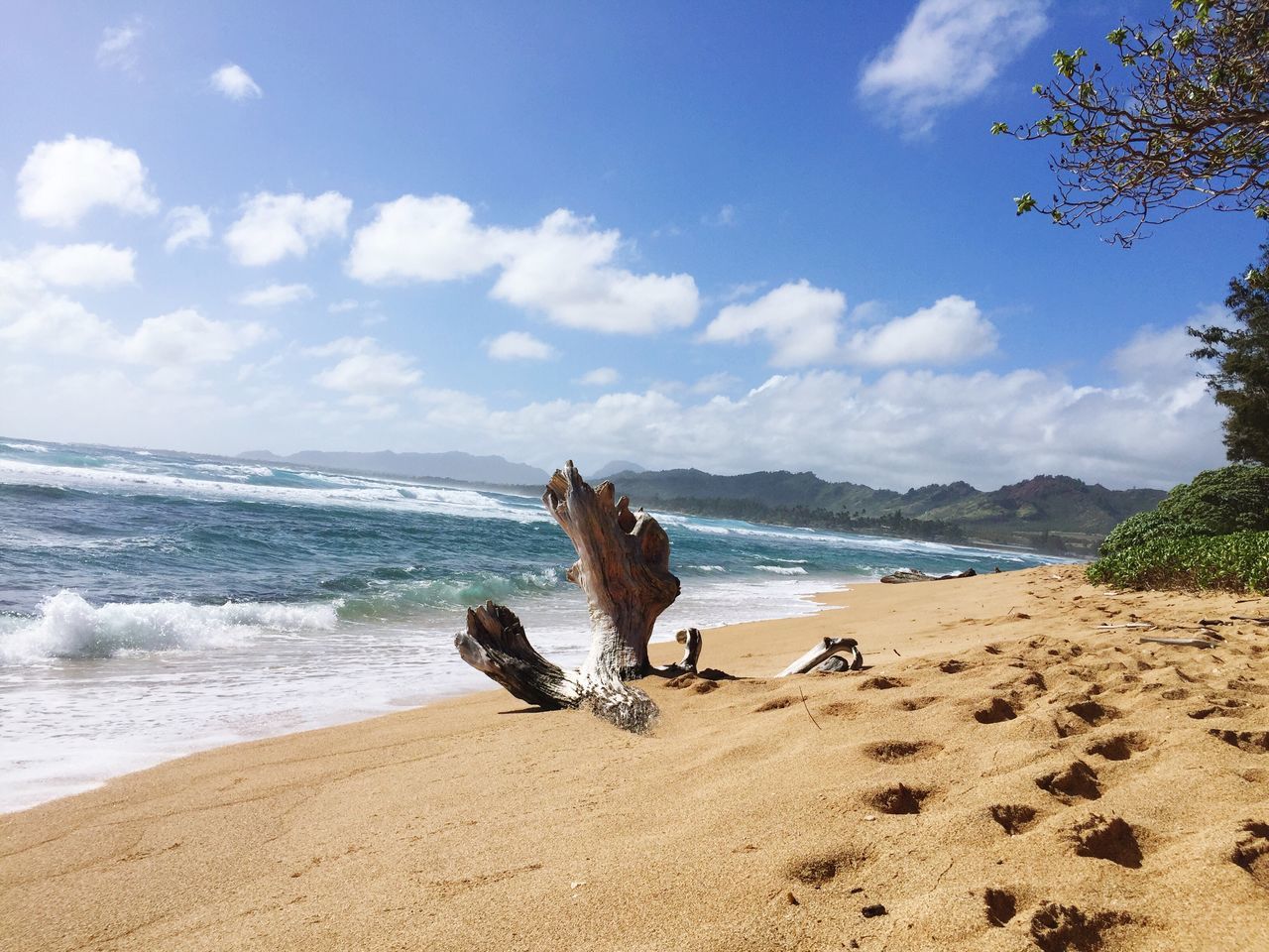 beach, sea, sand, shore, sky, water, tranquility, horizon over water, tranquil scene, nature, scenics, beauty in nature, cloud, driftwood, cloud - sky, coastline, day, animal themes, sunlight, outdoors