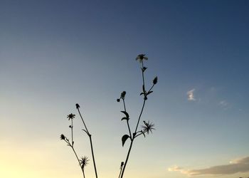 Low angle view of silhouette bird on plant against sky