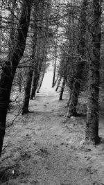 Footpath in forest