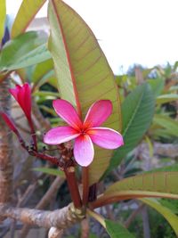 Close-up of pink flowering plant