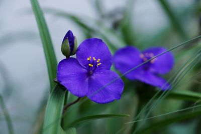 Close-up of purple flowers blooming