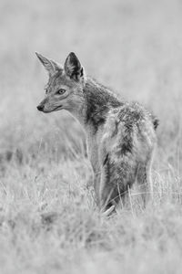 Mono black-backed jackal stands turning in grass