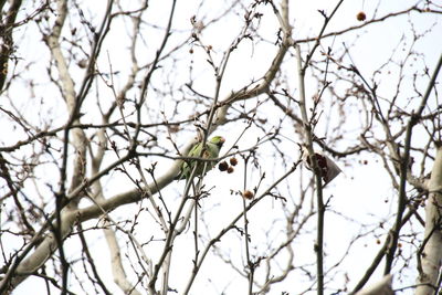 Close-up of bird perching on tree against sky during winter