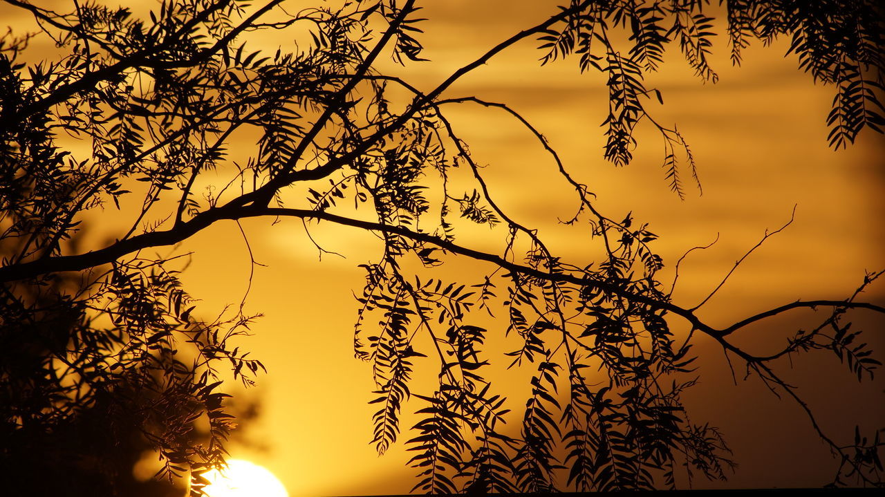 branch, silhouette, sunset, tree, bare tree, low angle view, sky, nature, beauty in nature, tranquility, growth, scenics, orange color, sun, twig, tranquil scene, outdoors, dusk, no people, idyllic