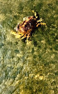 High angle view of crab on river