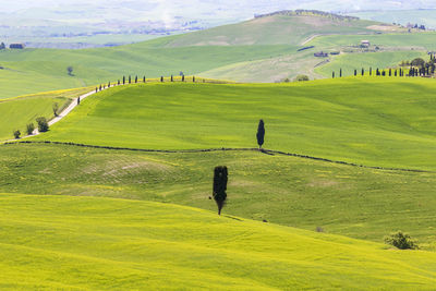 Scenic view of agricultural field