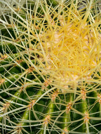 Full frame shot of cactus