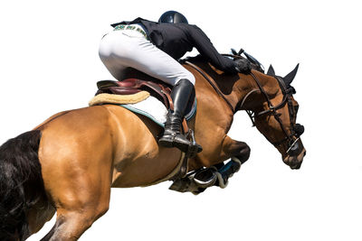 Person riding horse against white background