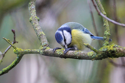 Close-up of bird perching on branch