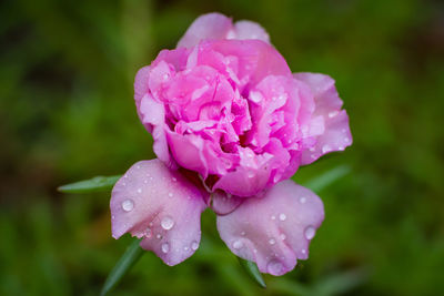 Close-up of wet pink rose flower