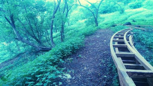 High angle view of footpath amidst trees in forest