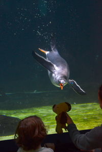 Fish swimming in aquarium