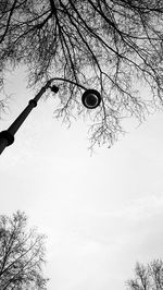 Low angle view of tree against sky