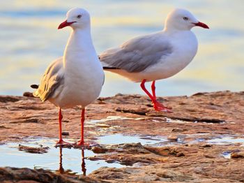 Seagull perching on a beach