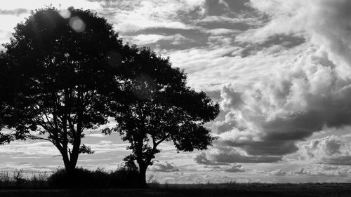 Trees on field against sky