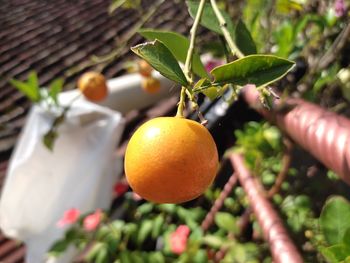 Close-up of oranges growing on plant