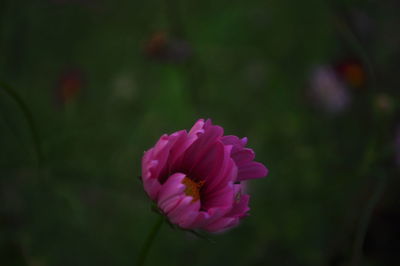 Close-up of pink rose blooming outdoors