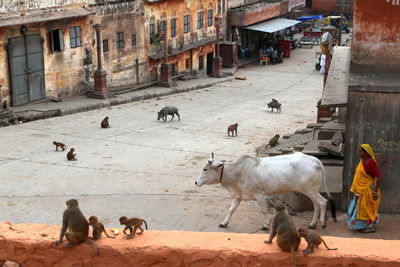 Horses on street by buildings in city