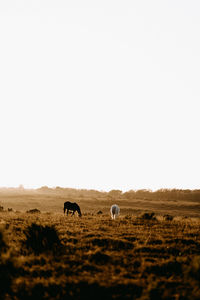 Sheep grazing in a field