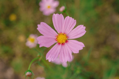 Close-up of pink cosmos flower