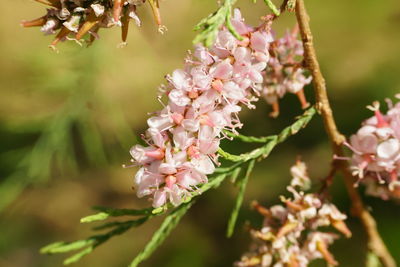 Close-up of pink cherry blossoms