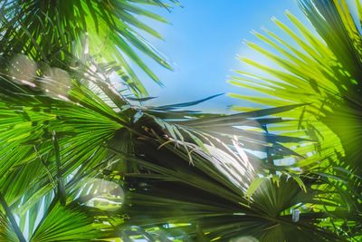 Low angle view of coconut palm tree against sky