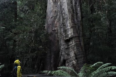 Man standing by tree trunk in forest