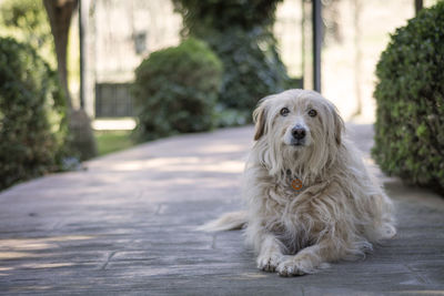 Portrait of a dog on footpath