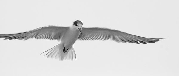 Bird flying over white background