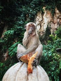 Lion sitting on rock against trees