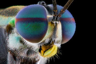 Macro shot of fly on blue background