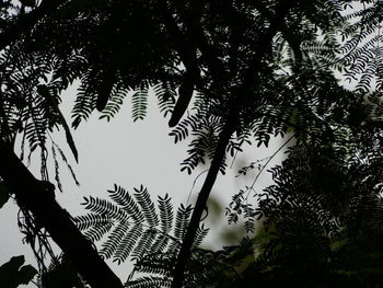 Low angle view of tree branches