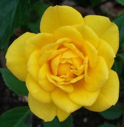 Close-up of yellow rose