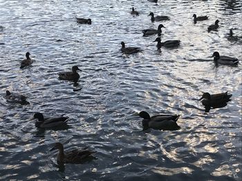 High angle view of ducks swimming in lake
