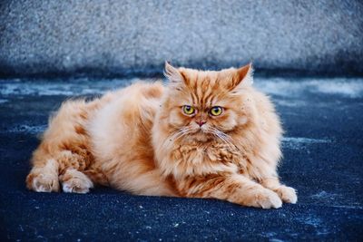 Portrait of cat lying down on floor