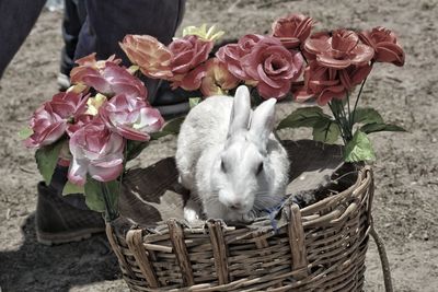 Close-up of flowers in basket