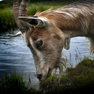 Close-up of goat drinking water